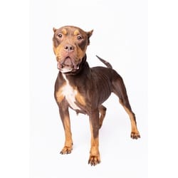 Photo of Serafina, adoptable American Bulldog in Doral, Florida