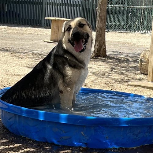Photo of Paul, adoptable German Shepherd Dog in Thousand Palms, California