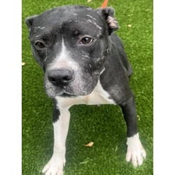 Photo of Thumbelina, adoptable American Pit Bull Terrier in Texas City, Texas