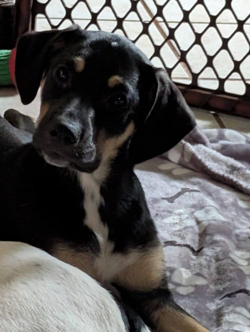 Photo of Ruthie, adoptable Mountain Cur in Crystal, Minnesota