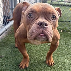 Photo of Hulk, adoptable American Bulldog in Liberty, South Carolina