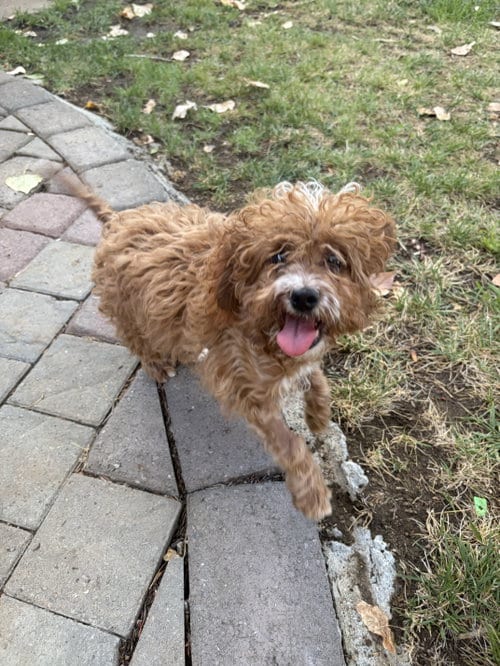 Photo of Chewie, adoptable Poodle (Miniature) in Davis, California