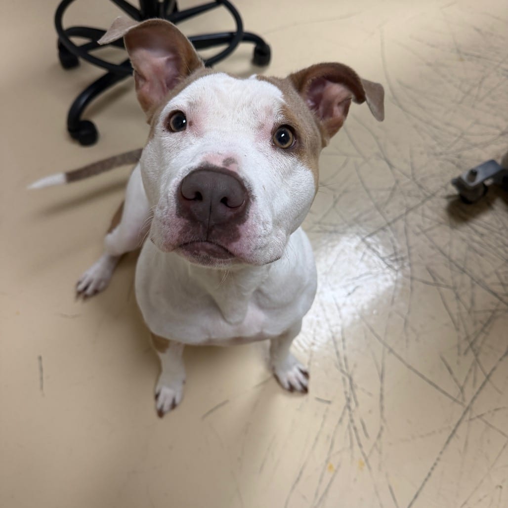 Photo of Cake pop, adoptable Mixed Breed (Medium) in Winston-Salem, North Carolina