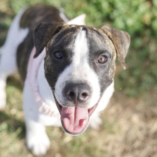 Photo of Aleksander, adoptable American Staffordshire Terrier in San Antonio, Texas