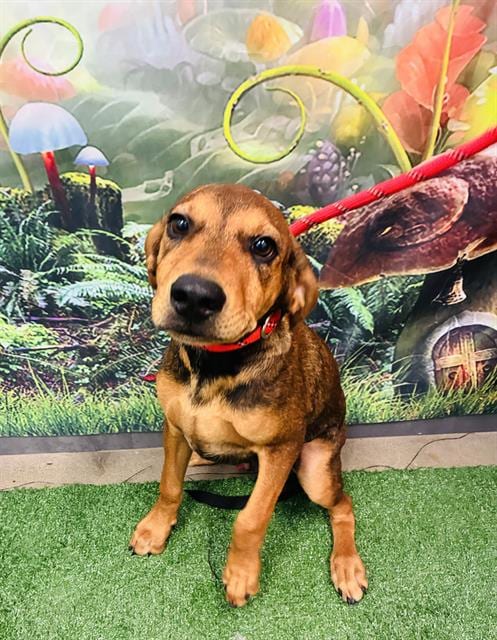 Photo of Ned Nederlander, adoptable Redbone Coonhound in Globe, Arizona