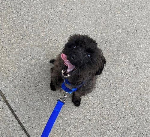 Photo of Carrot, adoptable Poodle (Miniature) in Boston, Massachusetts