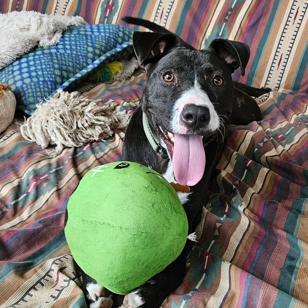 Photo of Peter, adoptable Retriever, Black Labrador / Mixed Breed (Medium) in Bend, Oregon