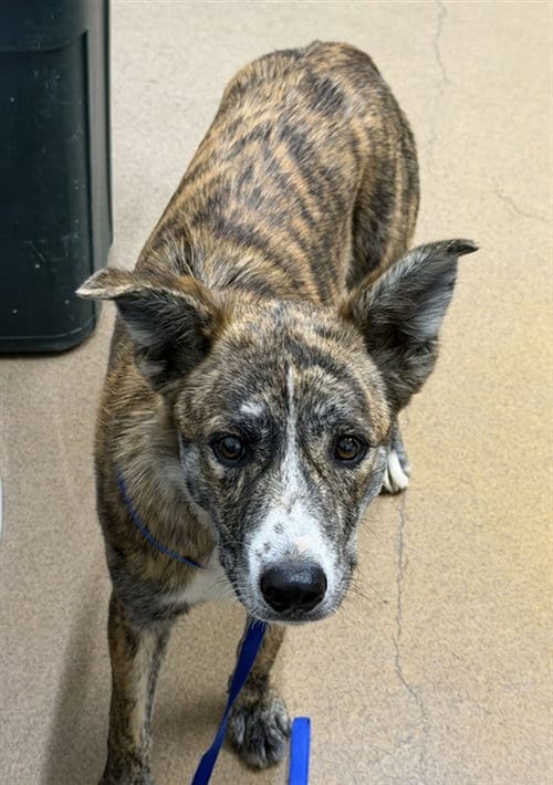 Photo of Raj, adoptable Australian Cattle Dog/Blue Heeler in Hayward, California