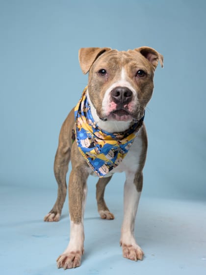 Photo of Bravo, adoptable dog in Atlanta, Georgia