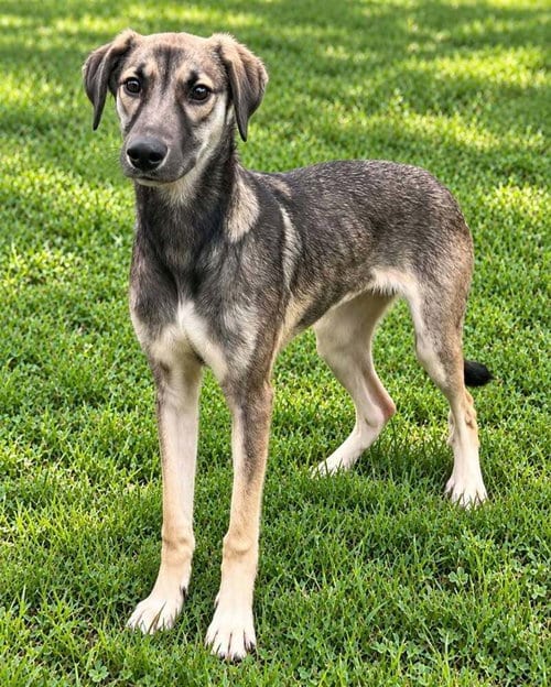 Photo of Poor Babies : Tammy, adoptable Anatolian Shepherd in Aurora, Indiana