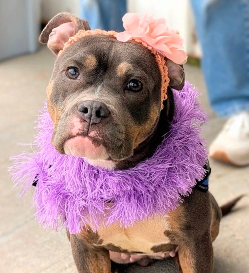 Photo of Dolly, adoptable Pit Bull Terrier in Rootstown, Ohio