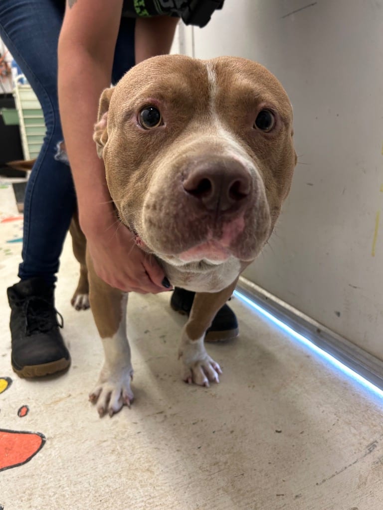 Photo of Cuddles, adoptable Pit Bull Terrier in Chickamauga, Georgia