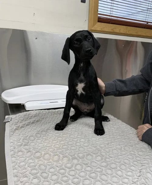 Photo of Space Princess, adoptable Hound in Fairbanks, Alaska