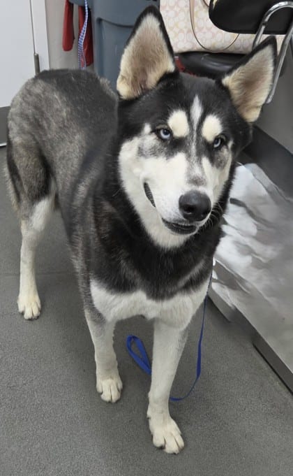 Photo of Charlie, adoptable Alaskan Husky/Mix in Bakersfield, California