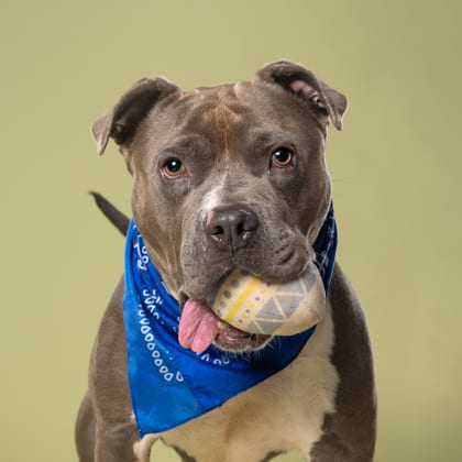 Photo of Bantu, adoptable dog in Atlanta, Georgia