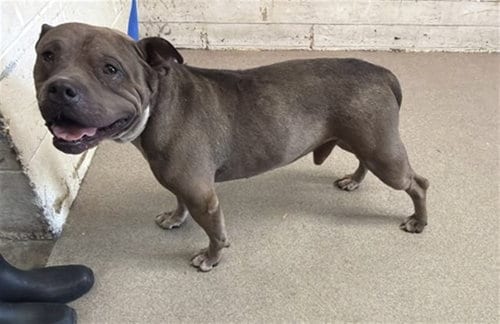 Photo of Remmington, adoptable Pit Bull Terrier in San Bernardino, California