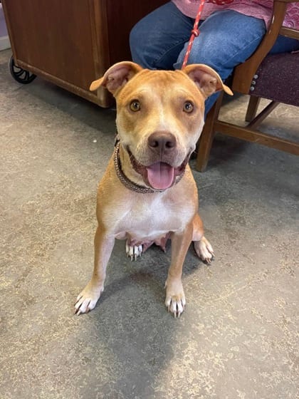 Photo of Ginger, adoptable Bulldog/Mix in Mobile, Alabama