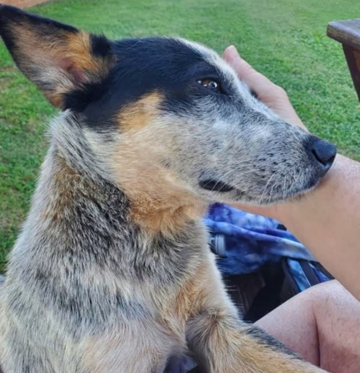 Photo of Zeeke, adoptable Australian Cattle Dog in Westwood, New Jersey