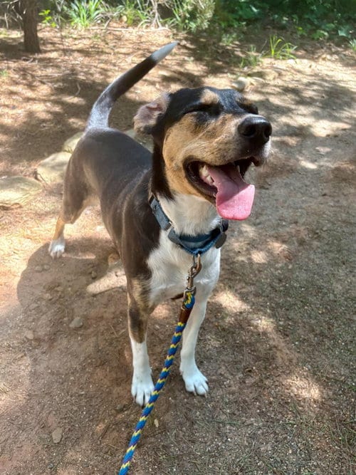 Photo of Pecan, adoptable Unknown breed in Weaverville, North Carolina