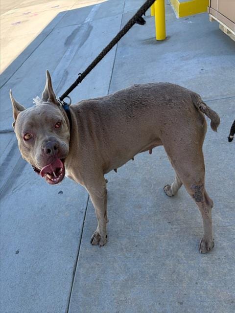 Photo of Trina, adoptable Pit Bull Terrier in Baldwin Park, California