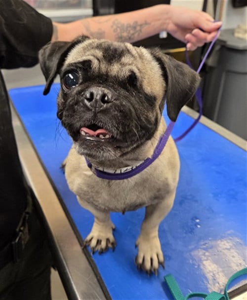 Photo of Sparkles, adoptable Pug in Phoenix, Arizona