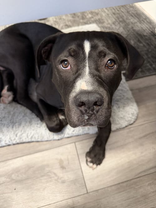 Photo of Dom, adoptable American Staffordshire Terrier in San Diego, California