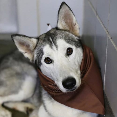 Photo of Morgan, adoptable Husky in San Antonio, Texas