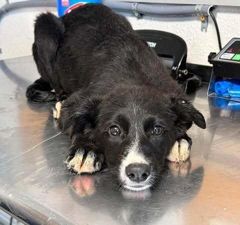 Photo of Soprano, adoptable Labrador Retriever in Bolivar, Missouri