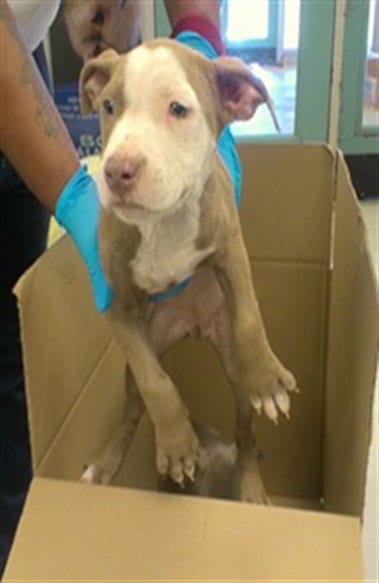 Photo of A481514, adoptable Staffordshire Bull Terrier in Oklahoma City, Oklahoma