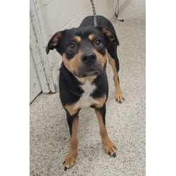 Photo of Arlo, adoptable Mixed Breed (Medium) in Kansas City, Missouri
