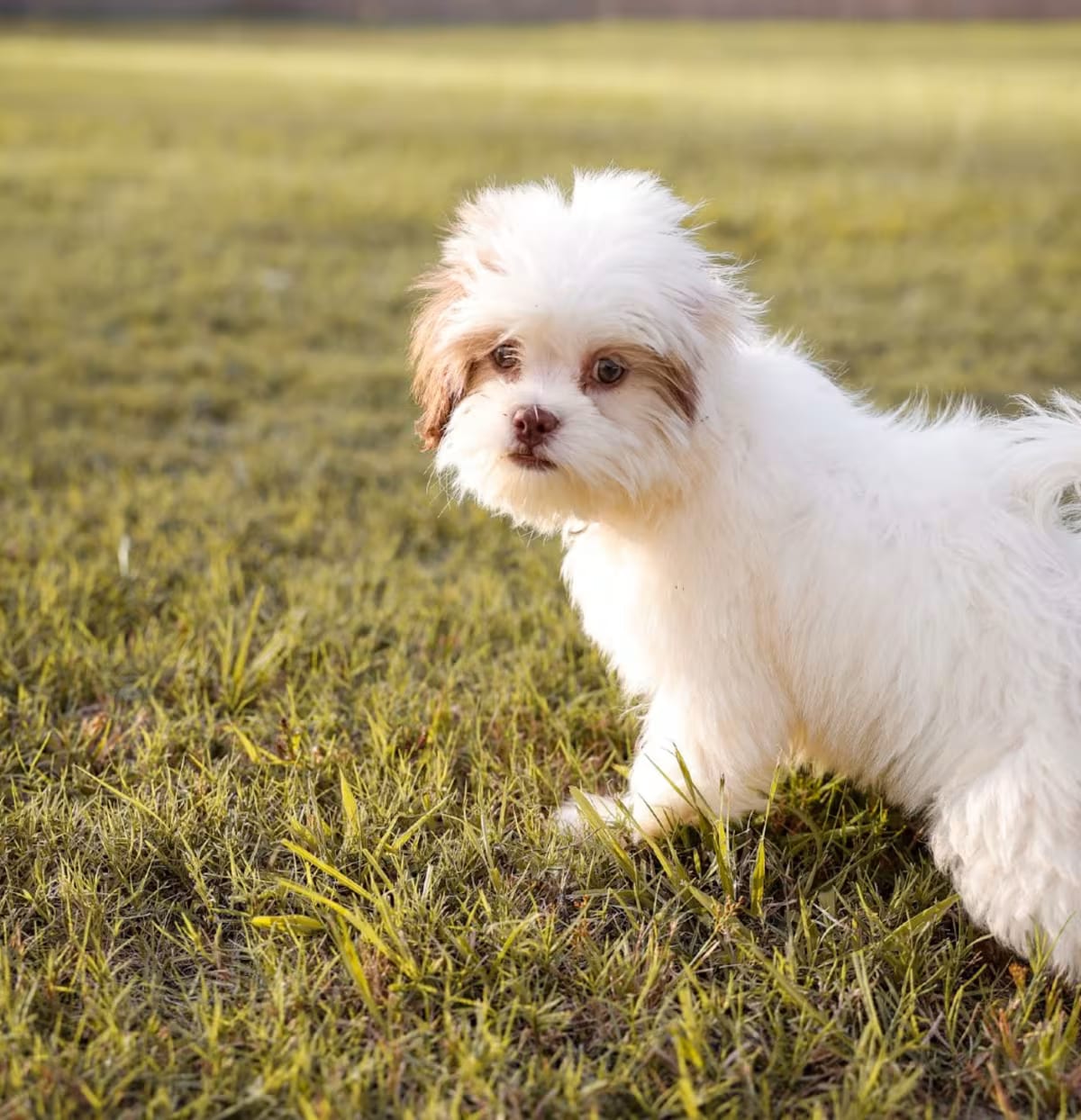 Photo of Happy, adoptable Shih Tzu/Poodle (Miniature) in Baton Rouge, Louisiana