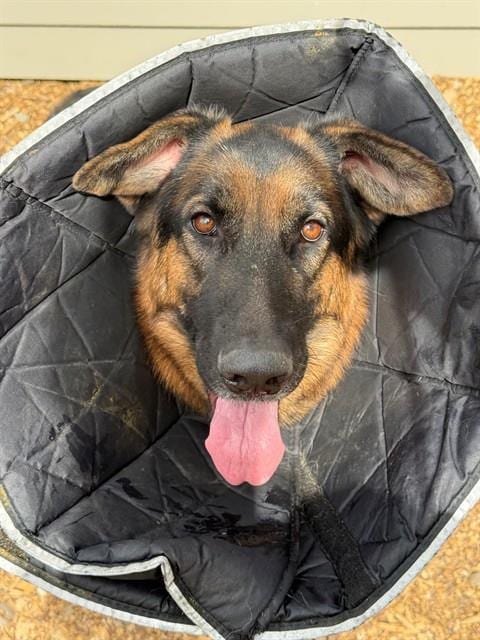 Photo of Floppy, adoptable German Shepherd Dog in South Lake Tahoe, California