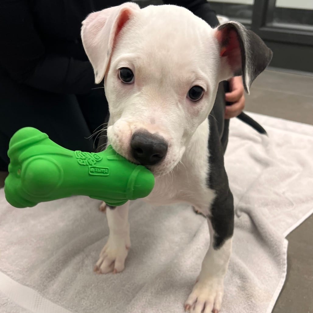 Photo of Snoopy PFAC, adoptable Terrier, Pit Bull in Hayden, Idaho