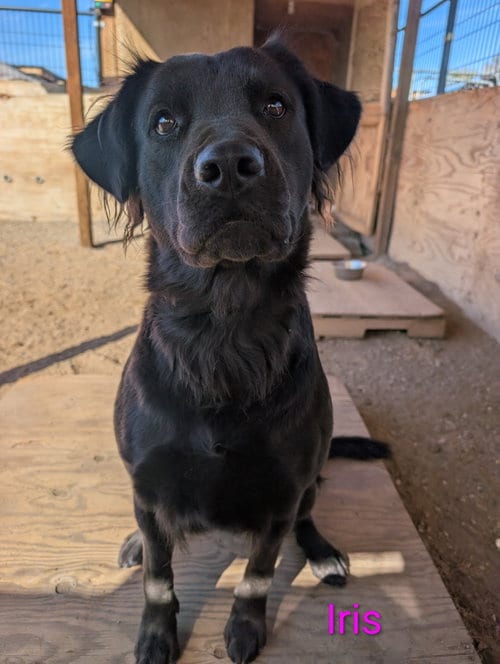 Photo of Iris, adoptable Labrador Retriever in Yreka, California