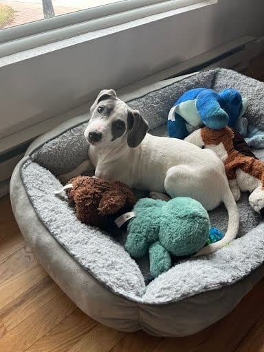 Photo of Bella, adoptable American Pit Bull Terrier in Sedalia, Colorado