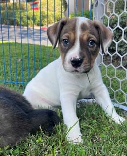 Photo of Ali, adoptable Pit Bull Terrier in Camarillo, California
