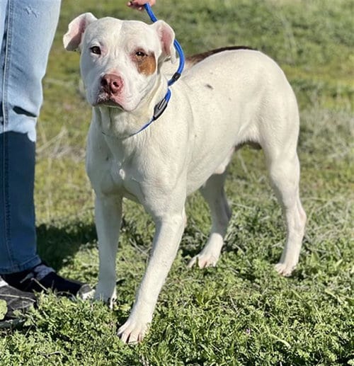 Photo of Andy, adoptable Labrador Retriever in Lake Isabella, California