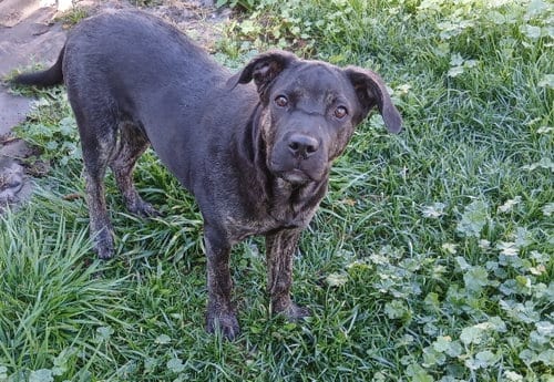 Photo of Piper (formerly Paraguay), adoptable Labrador Retriever in Evergreen, Colorado