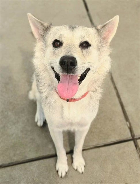 Photo of Ariel, adoptable Siberian Husky in Sacramento, California