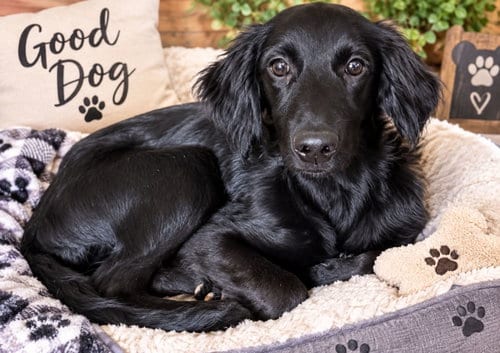 Photo of Demi, adoptable Golden Retriever in Mobile, Alabama