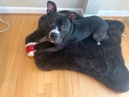 Photo of Fred, adoptable American Pit Bull Terrier in Derwood, Maryland