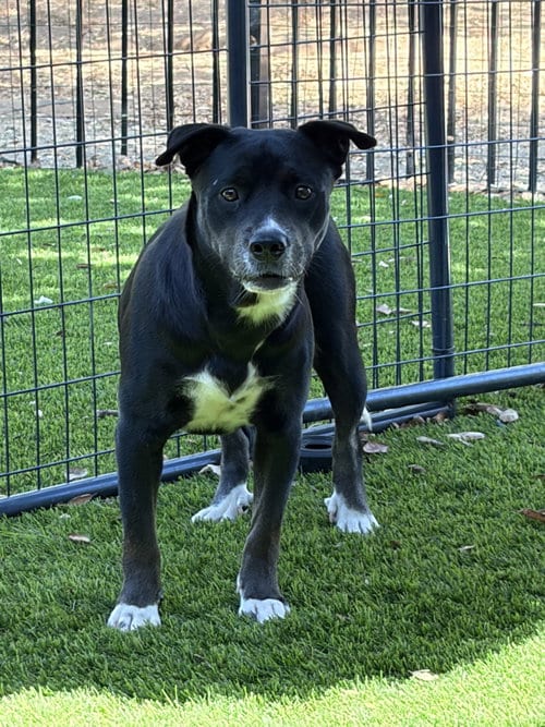 Photo of Hazel, adoptable American Staffordshire Terrier in San Diego, California