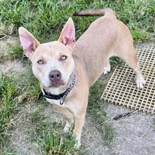 Photo of Leena, adoptable Staffordshire Bull Terrier in Houston, Texas