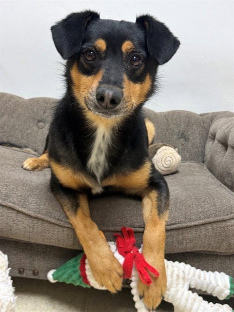 Photo of Jackson, adoptable Australian Kelpie in South Lake Tahoe, California