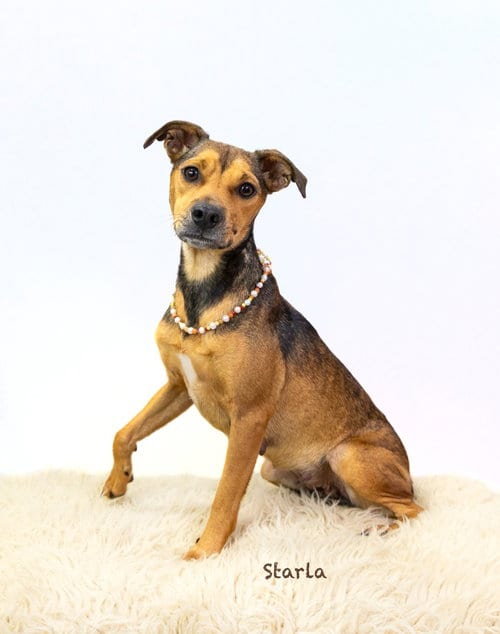 Photo of Starla, adoptable Hound in Hot Springs Village, Arkansas