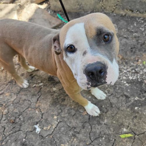 Photo of Rex, adoptable American Staffordshire Terrier in San Antonio, Texas