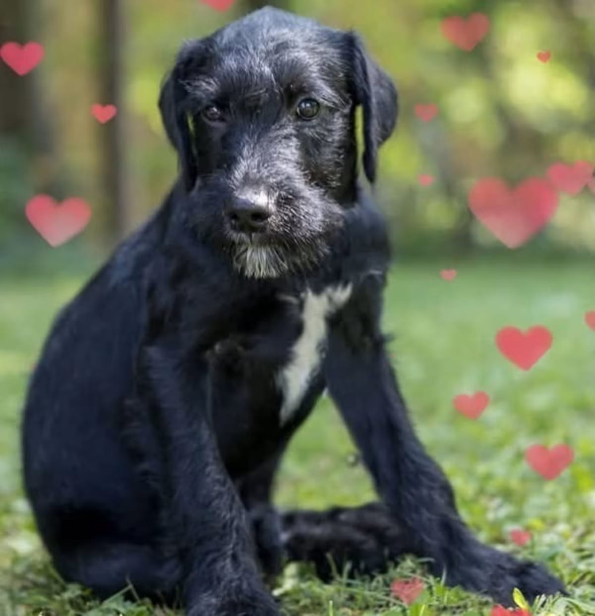 Photo of Dutch, adoptable Schnauzer (Standard) in Bristol, Connecticut
