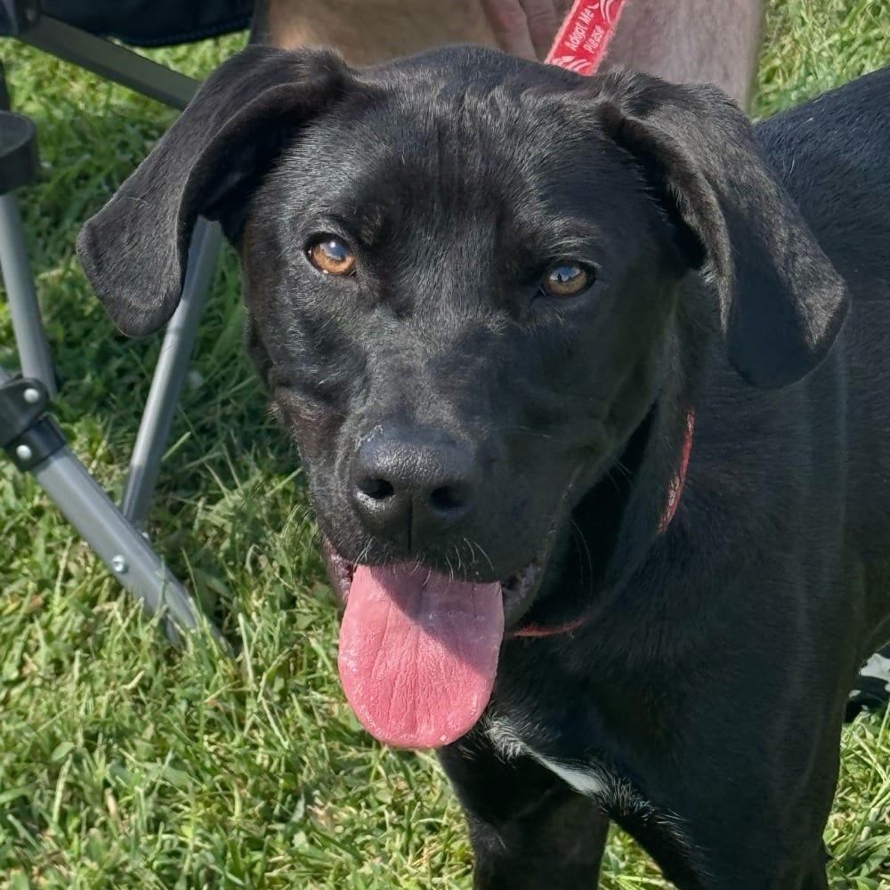 Photo of Cassius, adoptable Labrador Retriever in Bloomfield, Connecticut