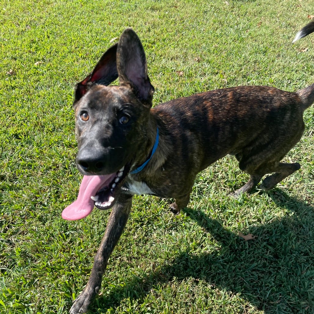 Photo of Gooper, adoptable Mixed Breed (Medium) in Chattanooga, Tennessee
