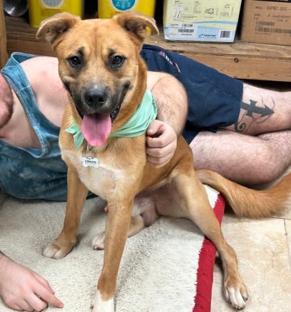 Photo of Scooby, adoptable dog in Atlanta, Georgia